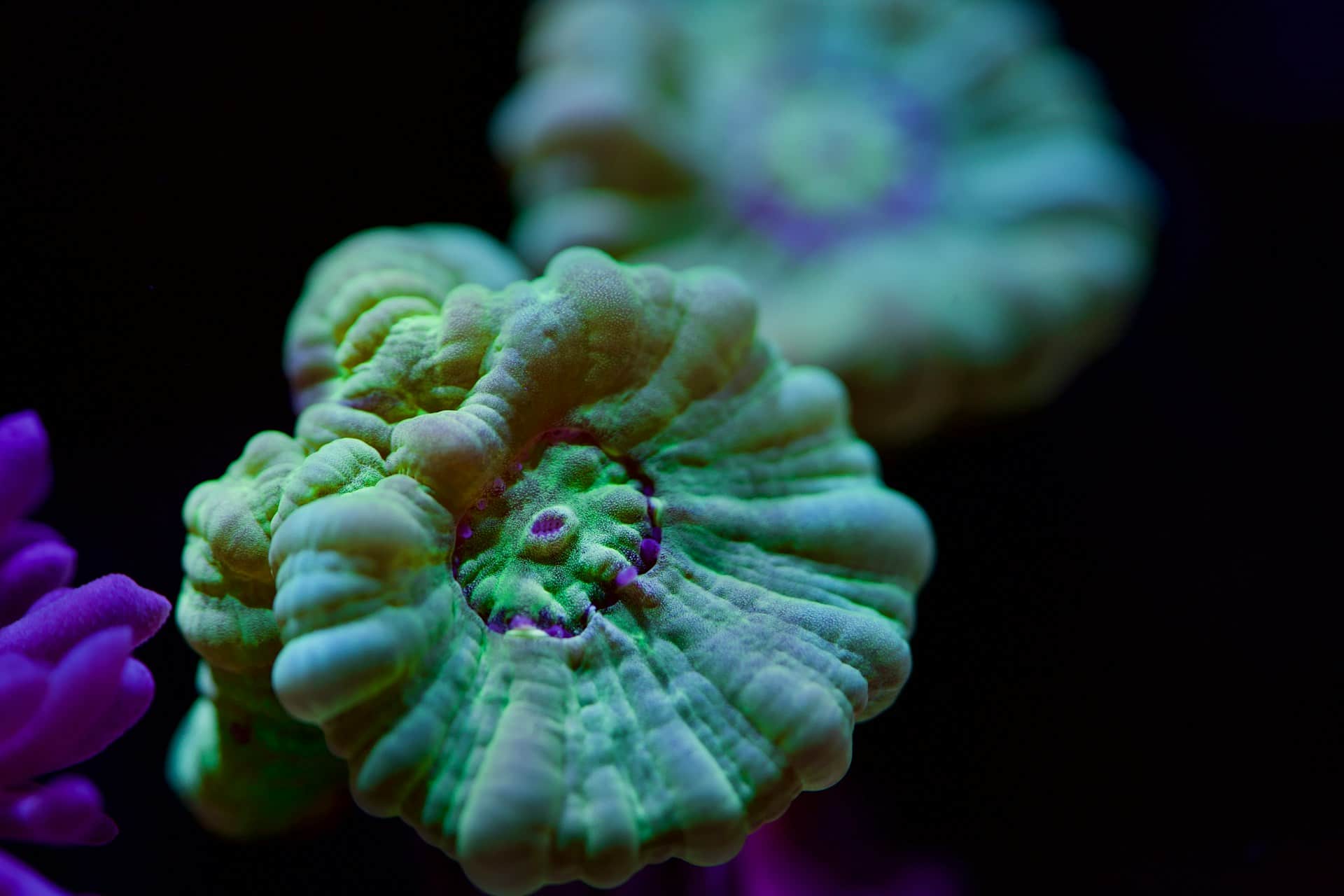 Candy Cane (Trumpet) coral