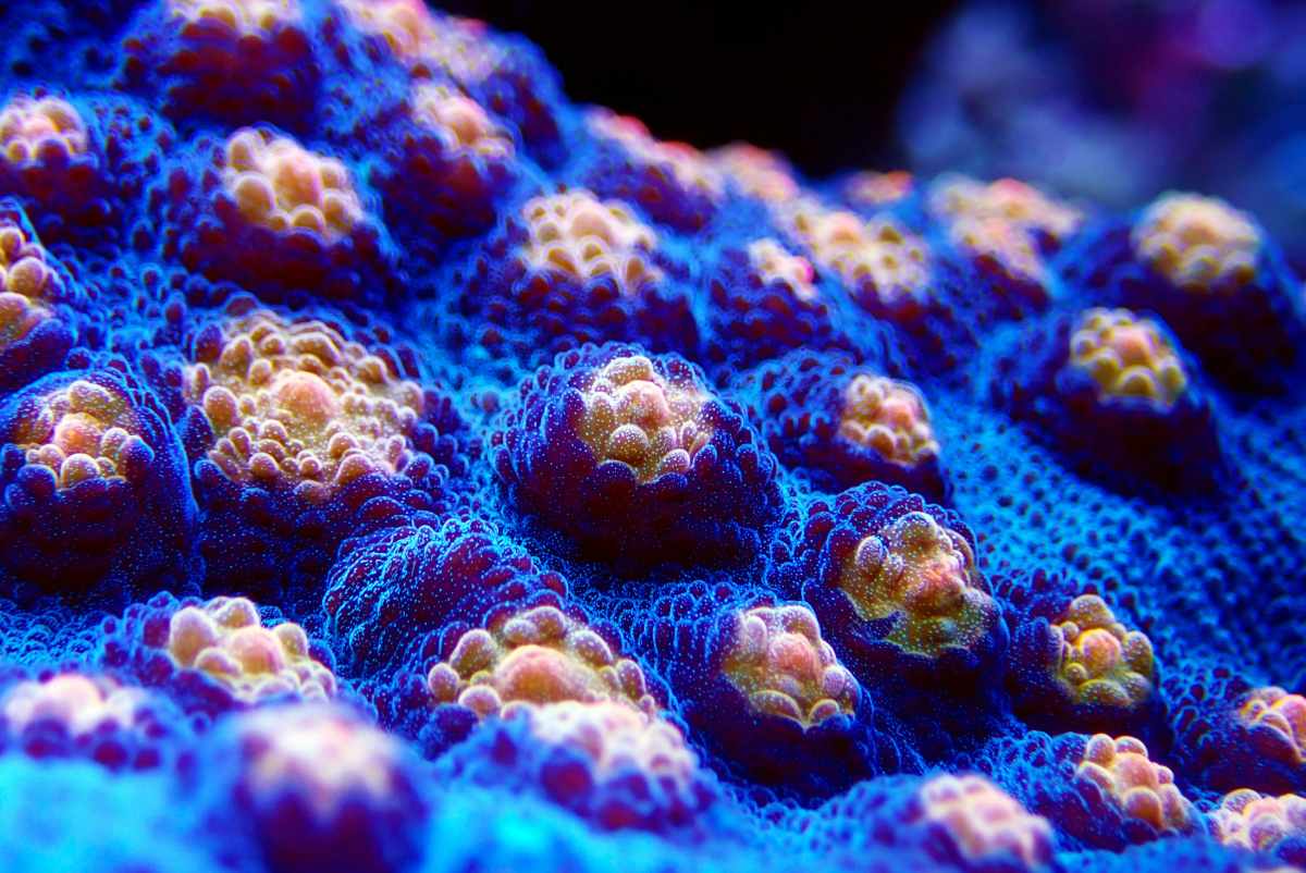 Chalice Corals
