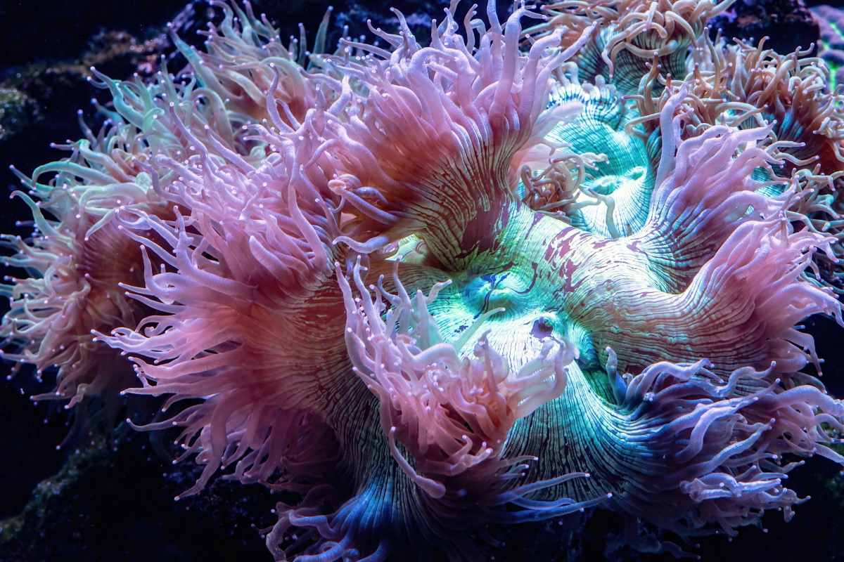 Elegance Corals