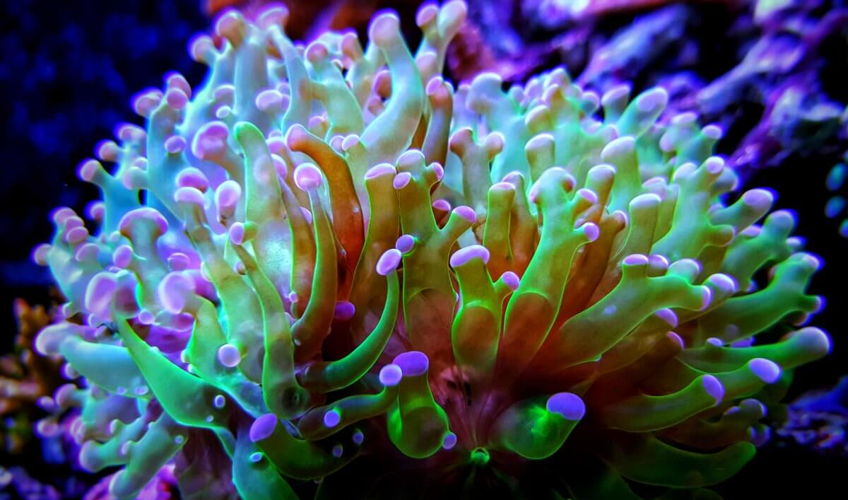 Frogspawn Corals