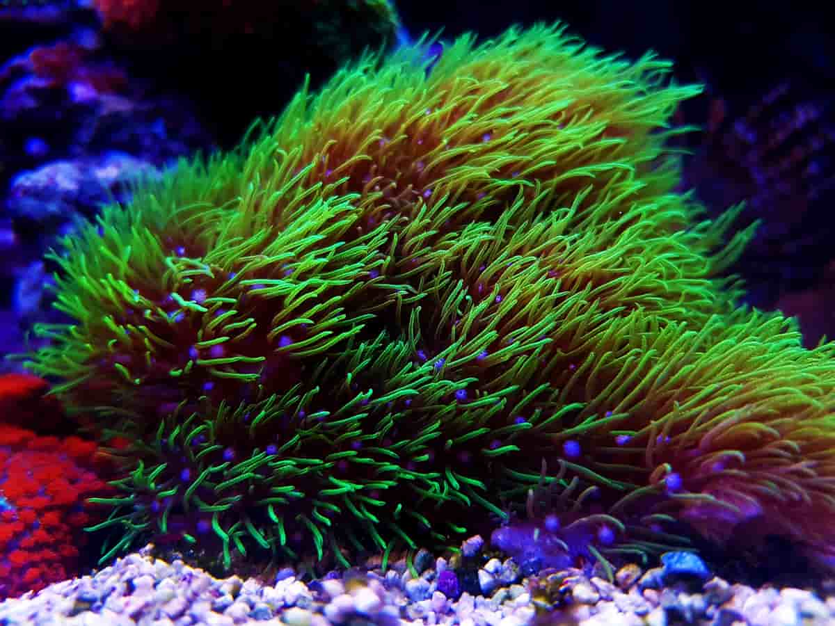 Green Star Polyps (GSP) coral