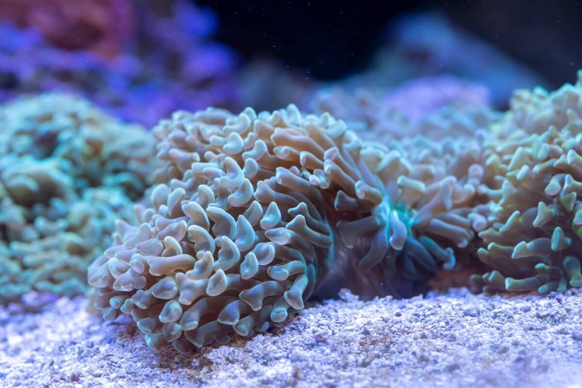 Hammer Corals