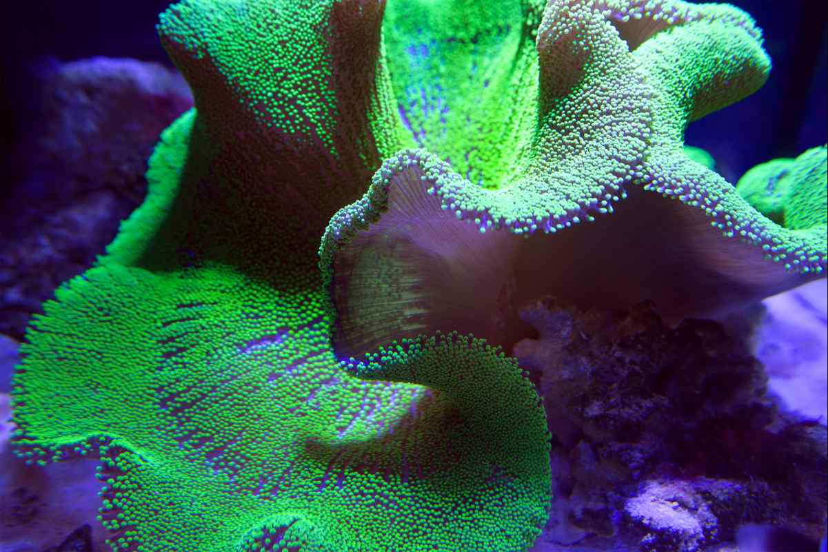 Leather Corals coral