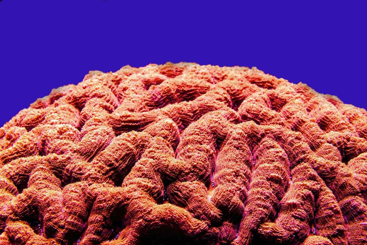 Lobophyllia Corals