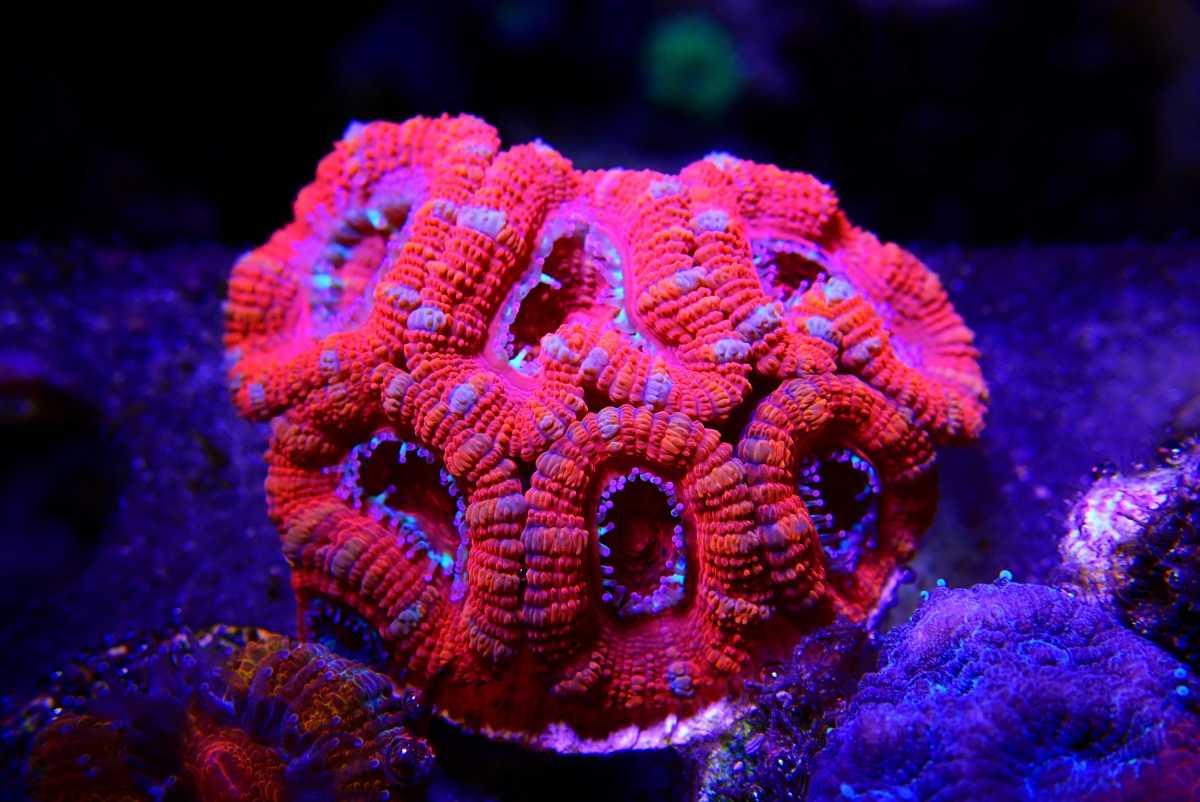 Lord Corals