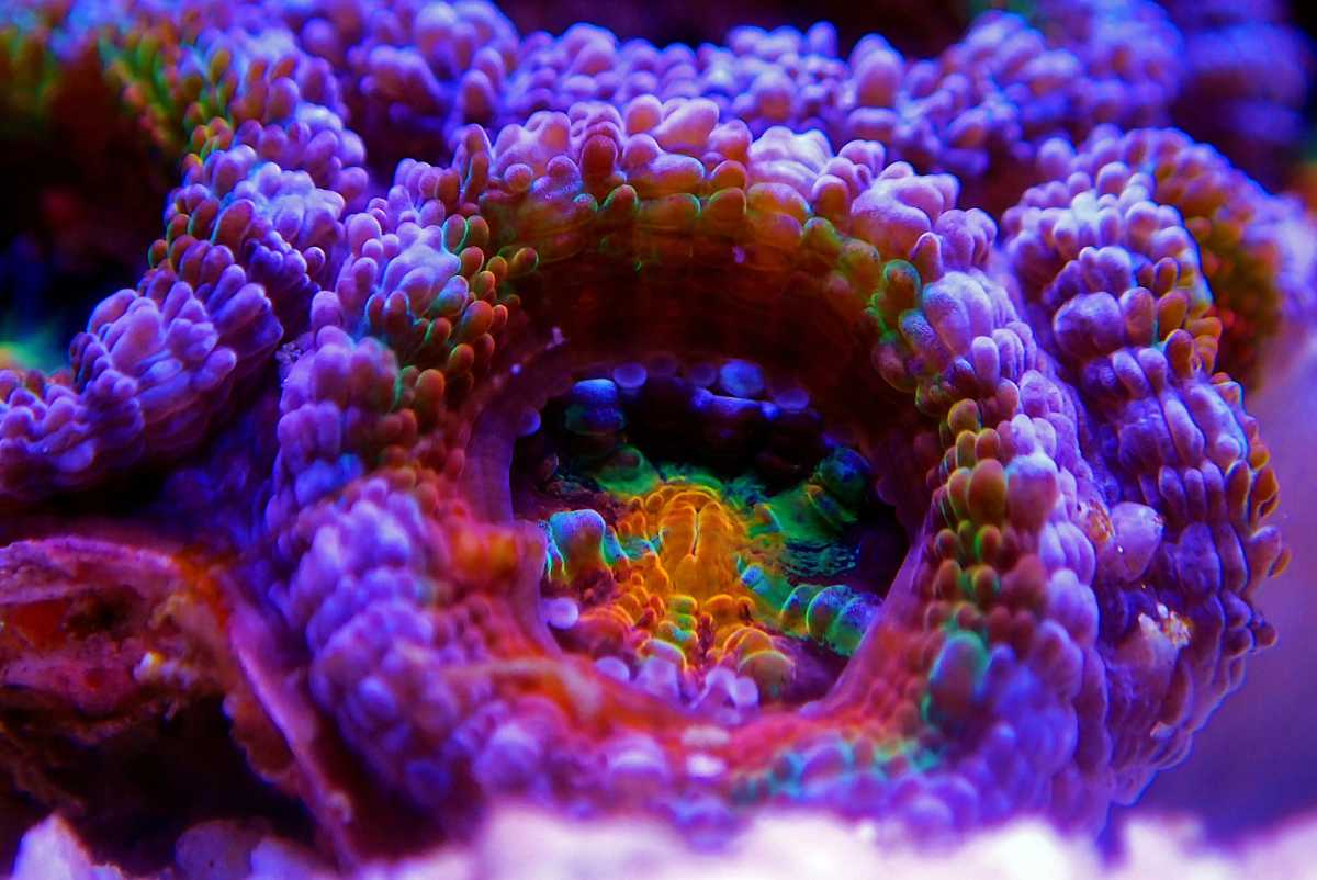 Micromussa Corals