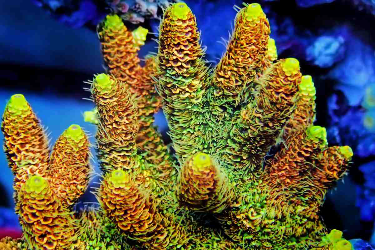 Millepora coral