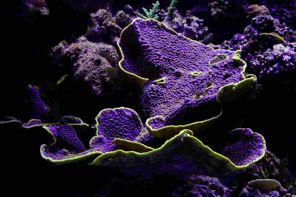 Montipora Corals
