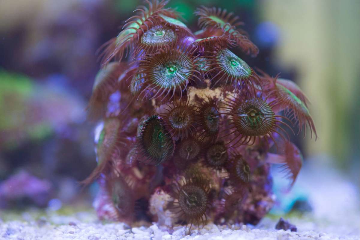 Palythoa coral
