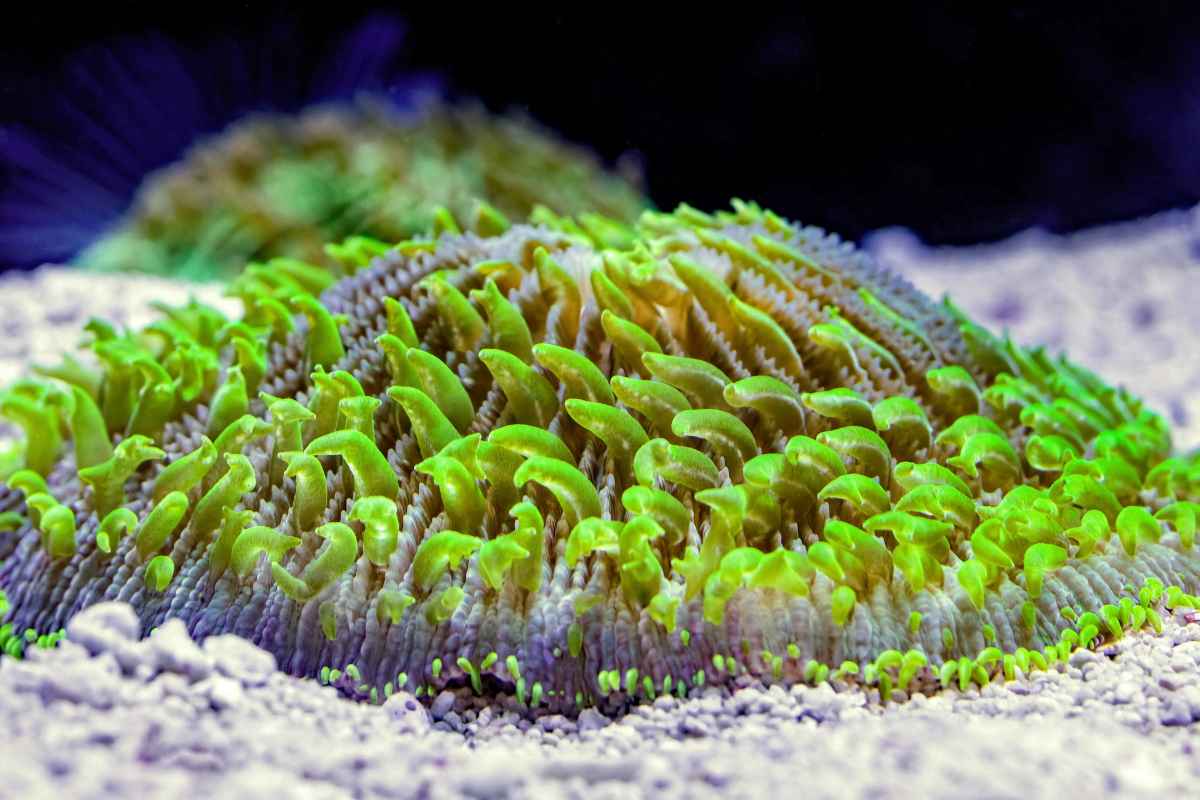 Plate Corals