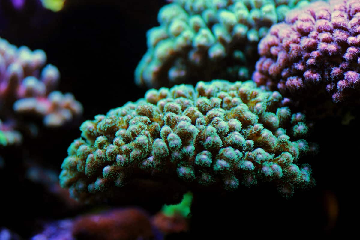 Pocillopora coral