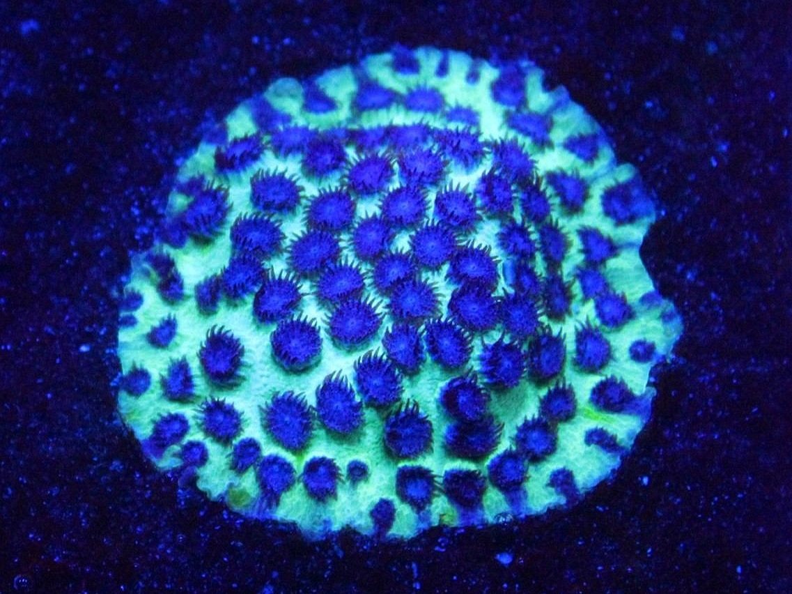 Porites coral