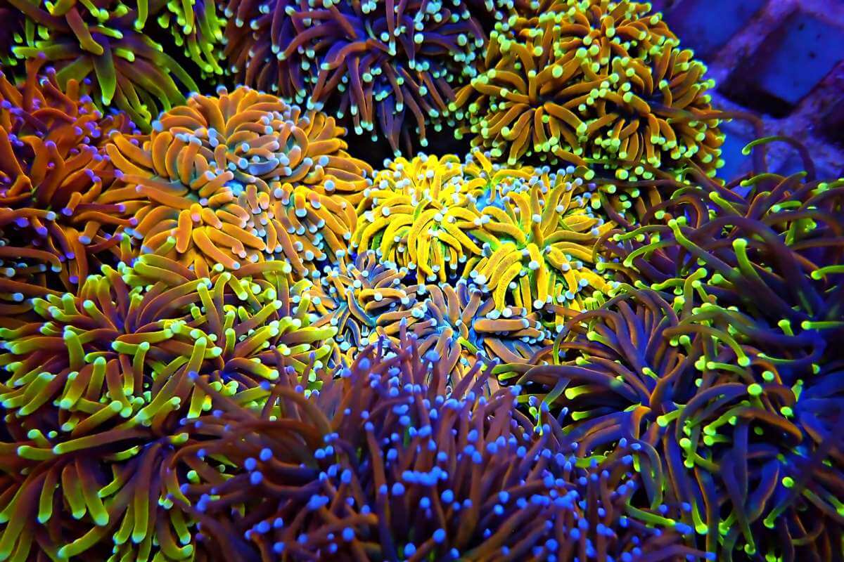 Torch Corals