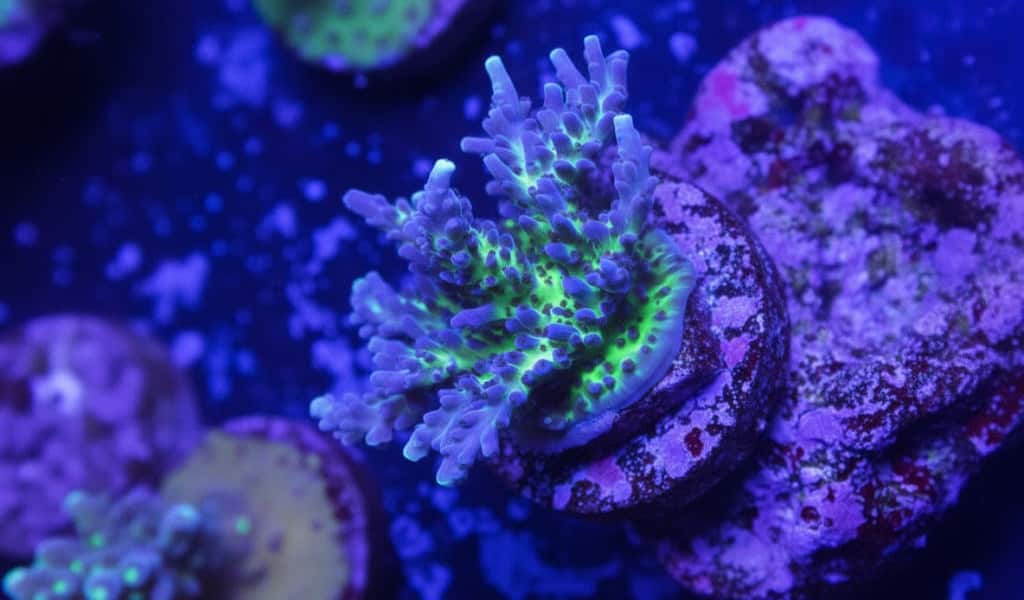 Tortuosa coral