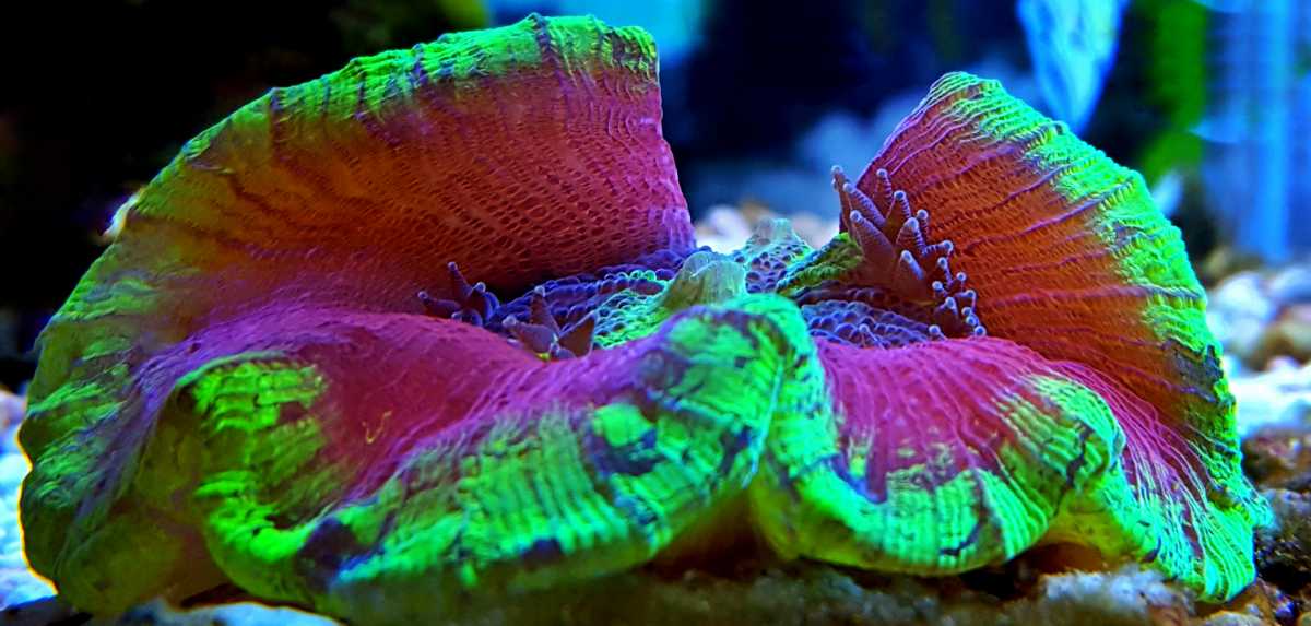 Trachyphyllia Corals