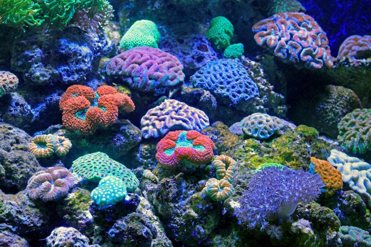 Wilsoni Corals