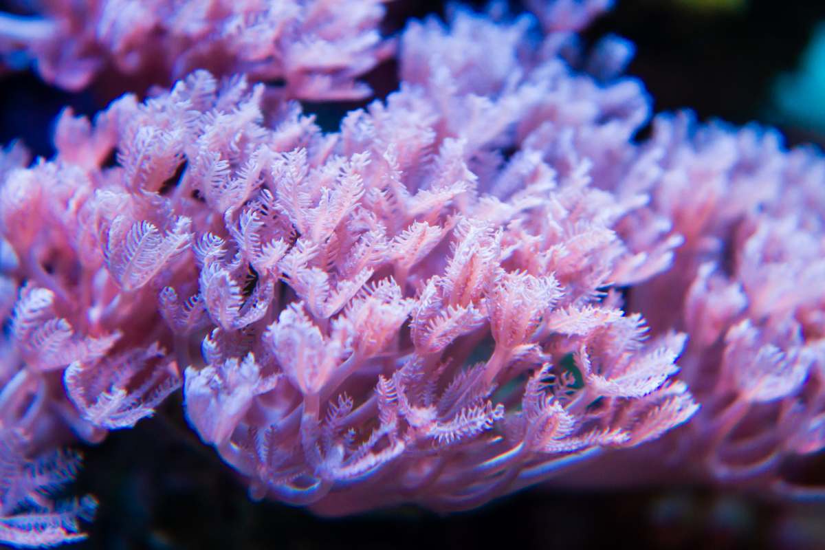 Pulsing Xenia coral