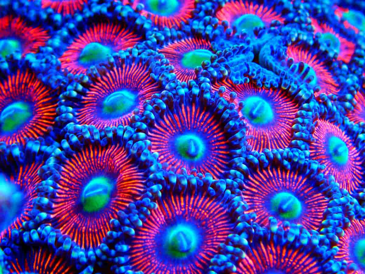 Zoanthids coral for sale