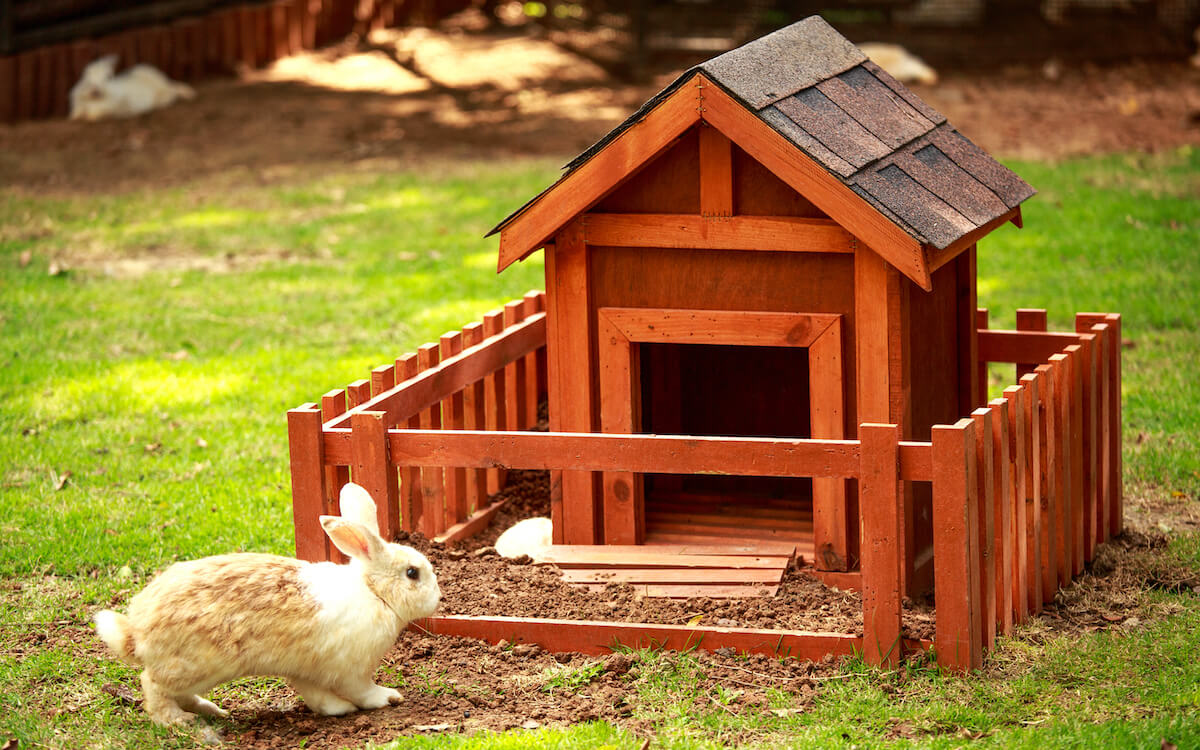 Wooden pet house with surrounding gate built for a rabbit