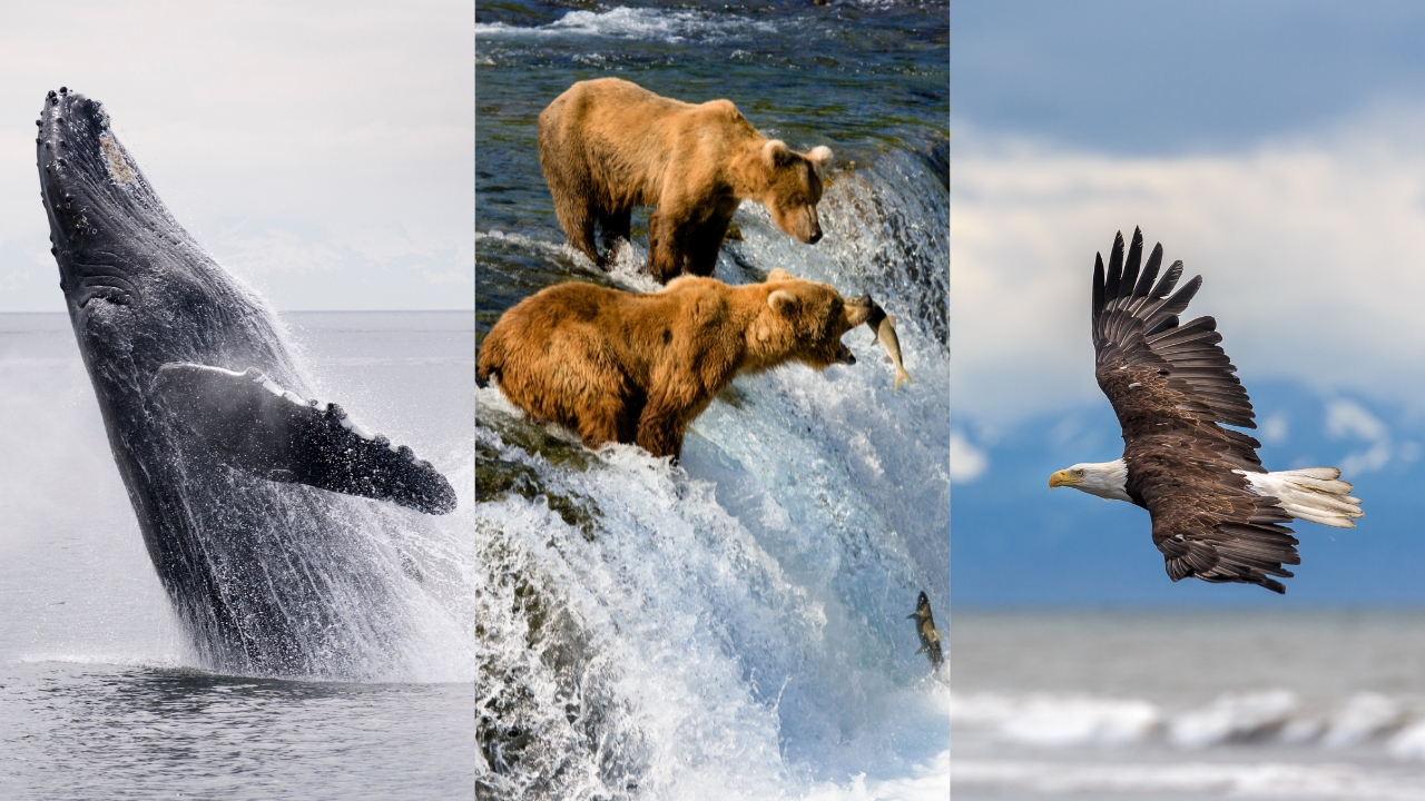 Humpback Whale, Bears, Bald Eagle In Alaska Humpback Whale, Bears, Bald Eagle In Alaska