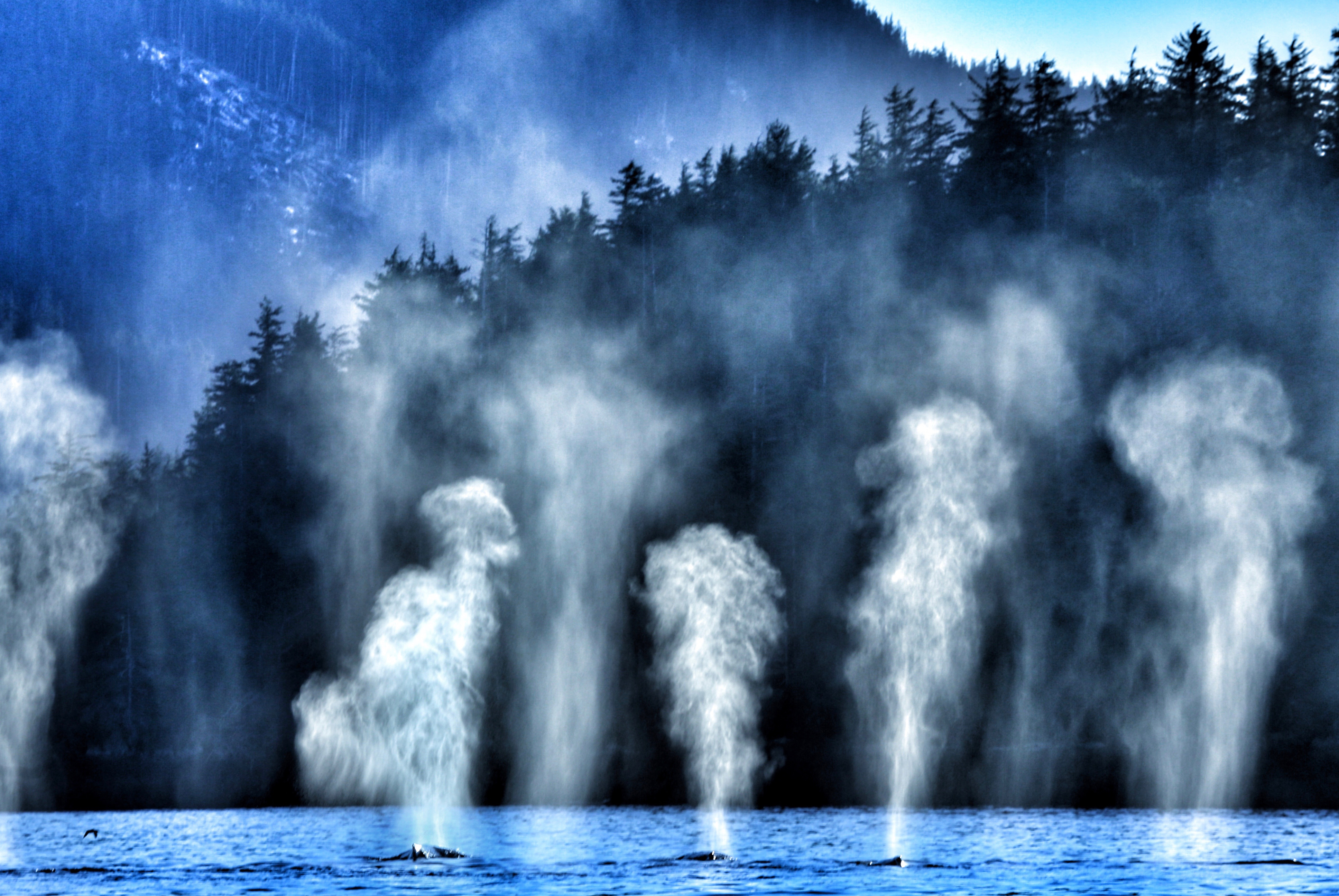 Migrating Whales Migrating Whales