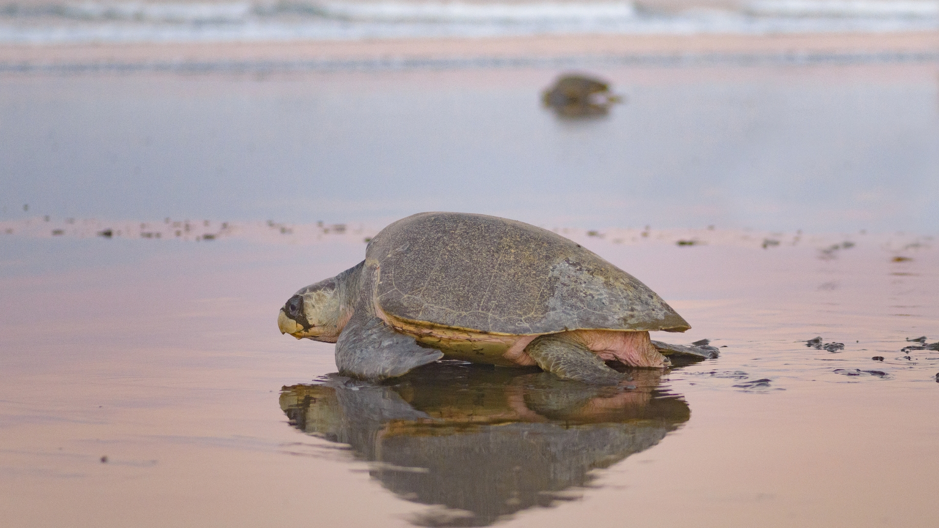 Turtle Nesting Costa Rica Turtle Nesting Costa Rica