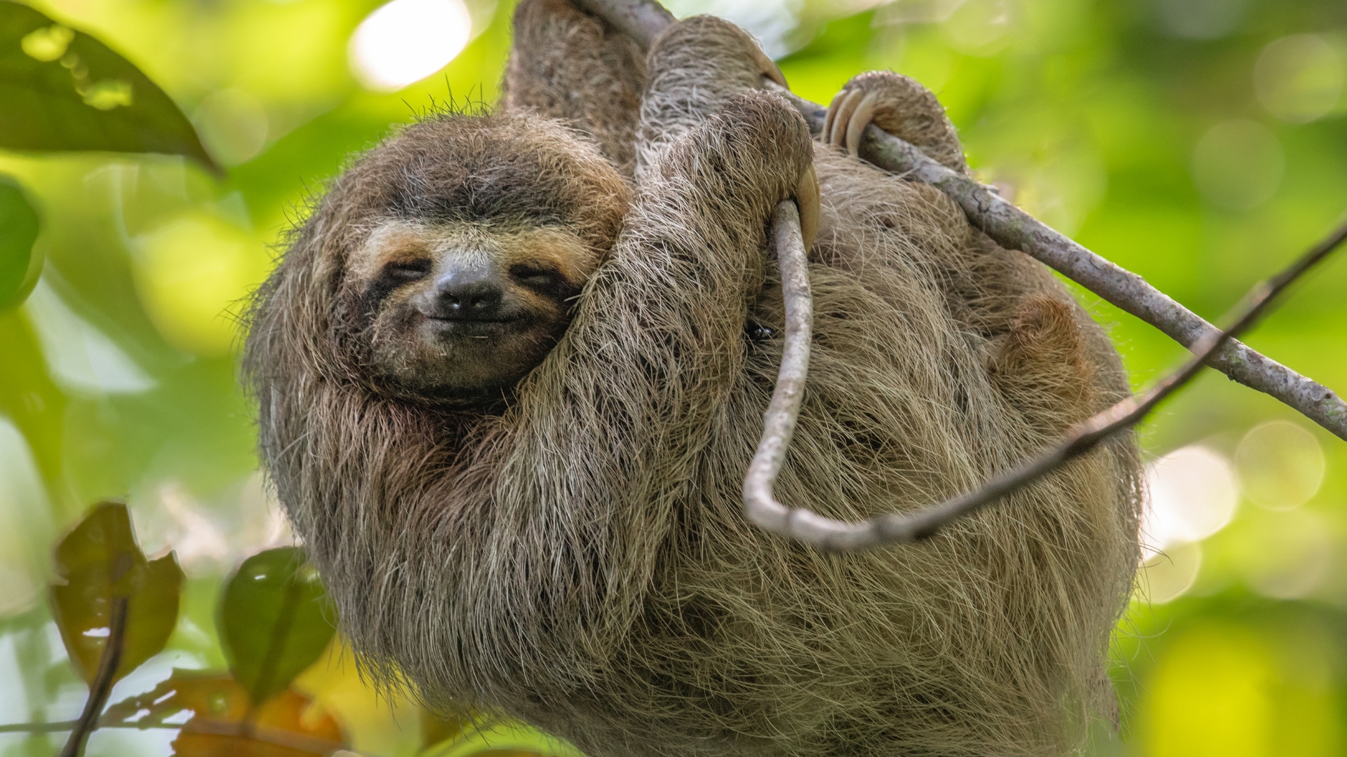 Costa Rica Sloth Costa Rica Sloth