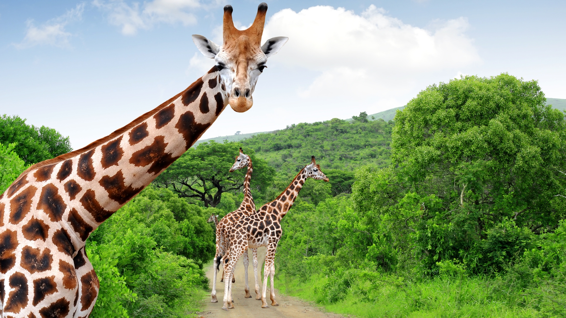 Close-up of a giraffe looking toward the camera, with three other giraffes walking along a dirt path surrounded by lush green trees and hills under a partly cloudy sky. Close-up of a giraffe looking toward the camera, with three other giraffes walking along a dirt path surrounded by lush green trees and hills under a partly cloudy sky.