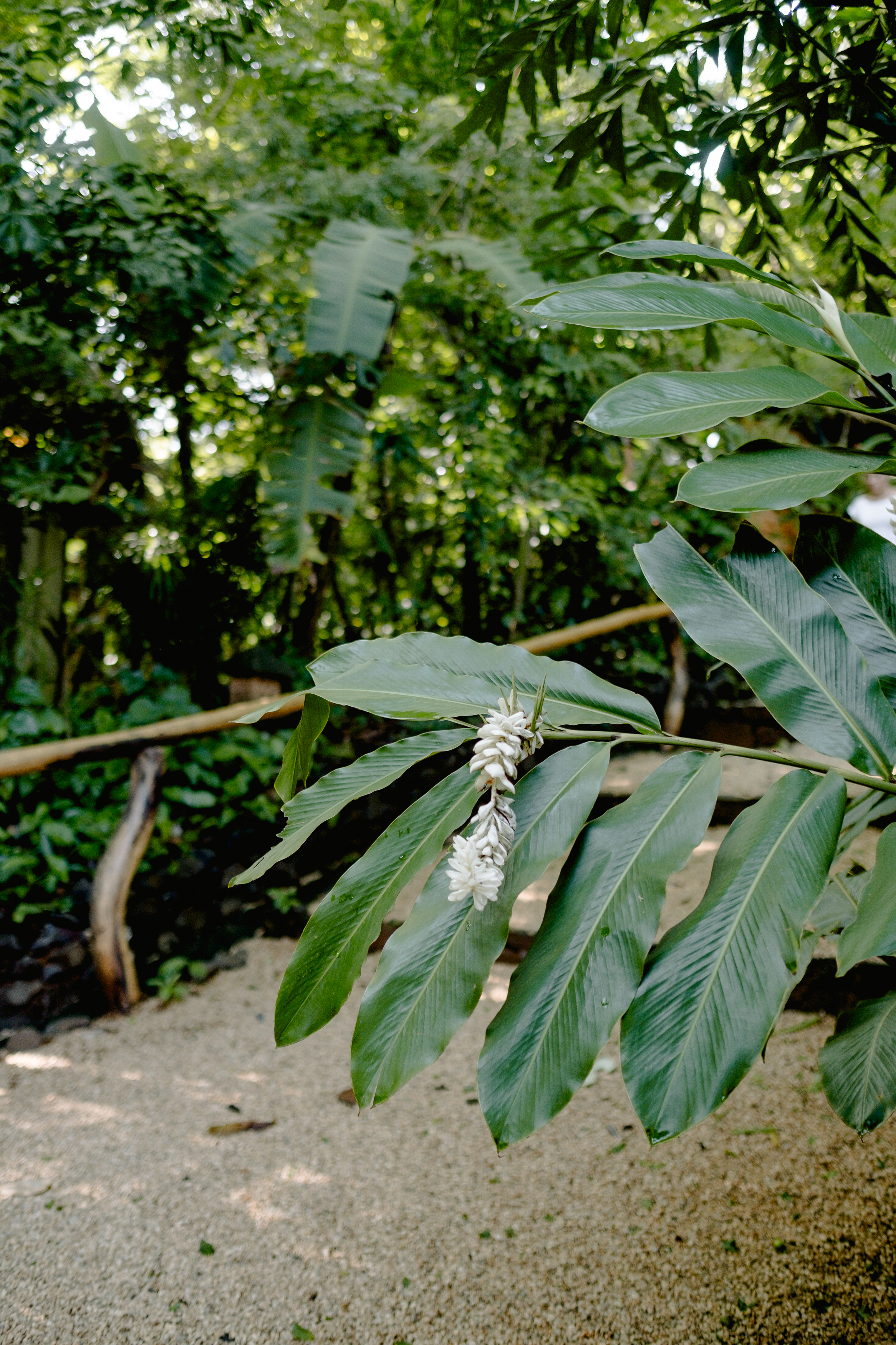 Costa Rica healing sanctuary