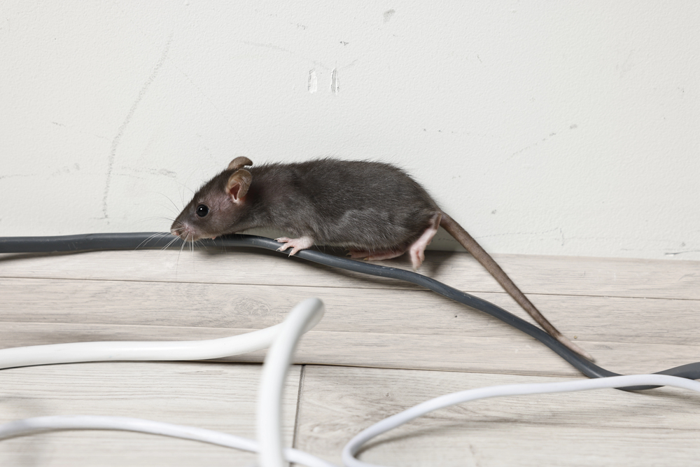 Why do mice chew wires? Why do mice chew wires?