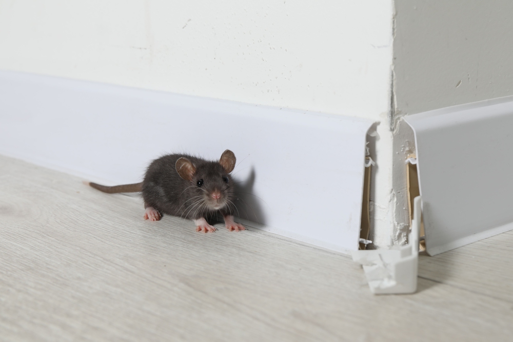 How to stop mice from chewing wires How to stop mice from chewing wires