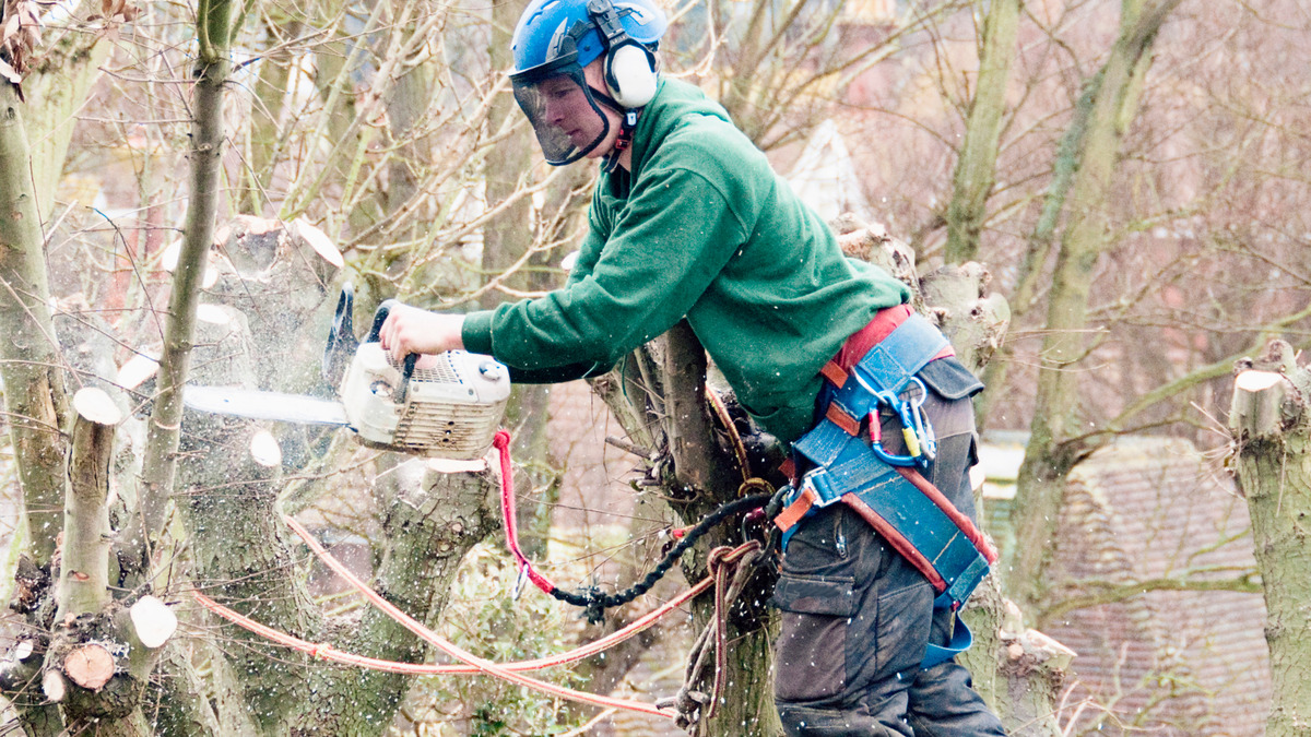 Pruning Made Easy | How to Keep Your Trees Healthy with Proper Trimming Techniques