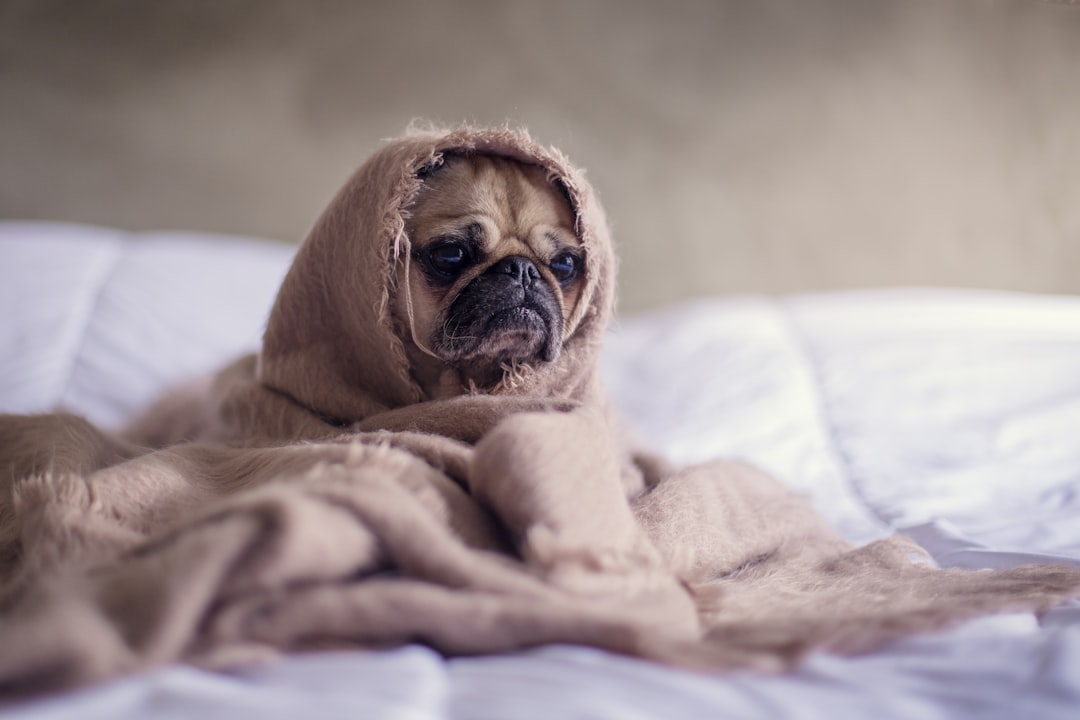Mold Risks for Pets: Inspection Guide You Need to Know