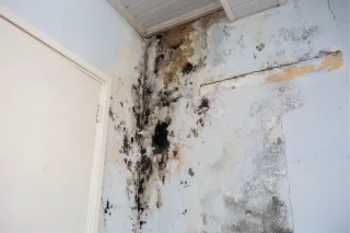 Mold
