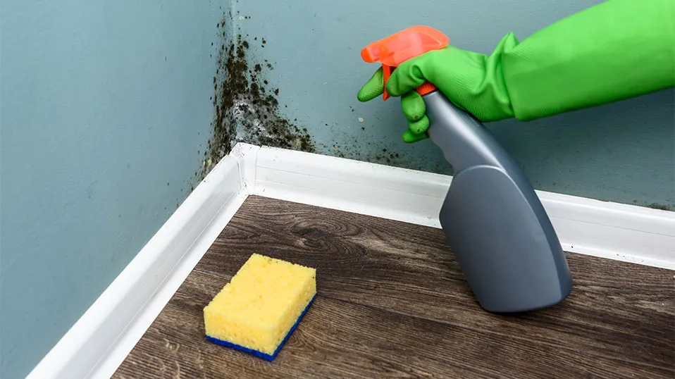 Mold