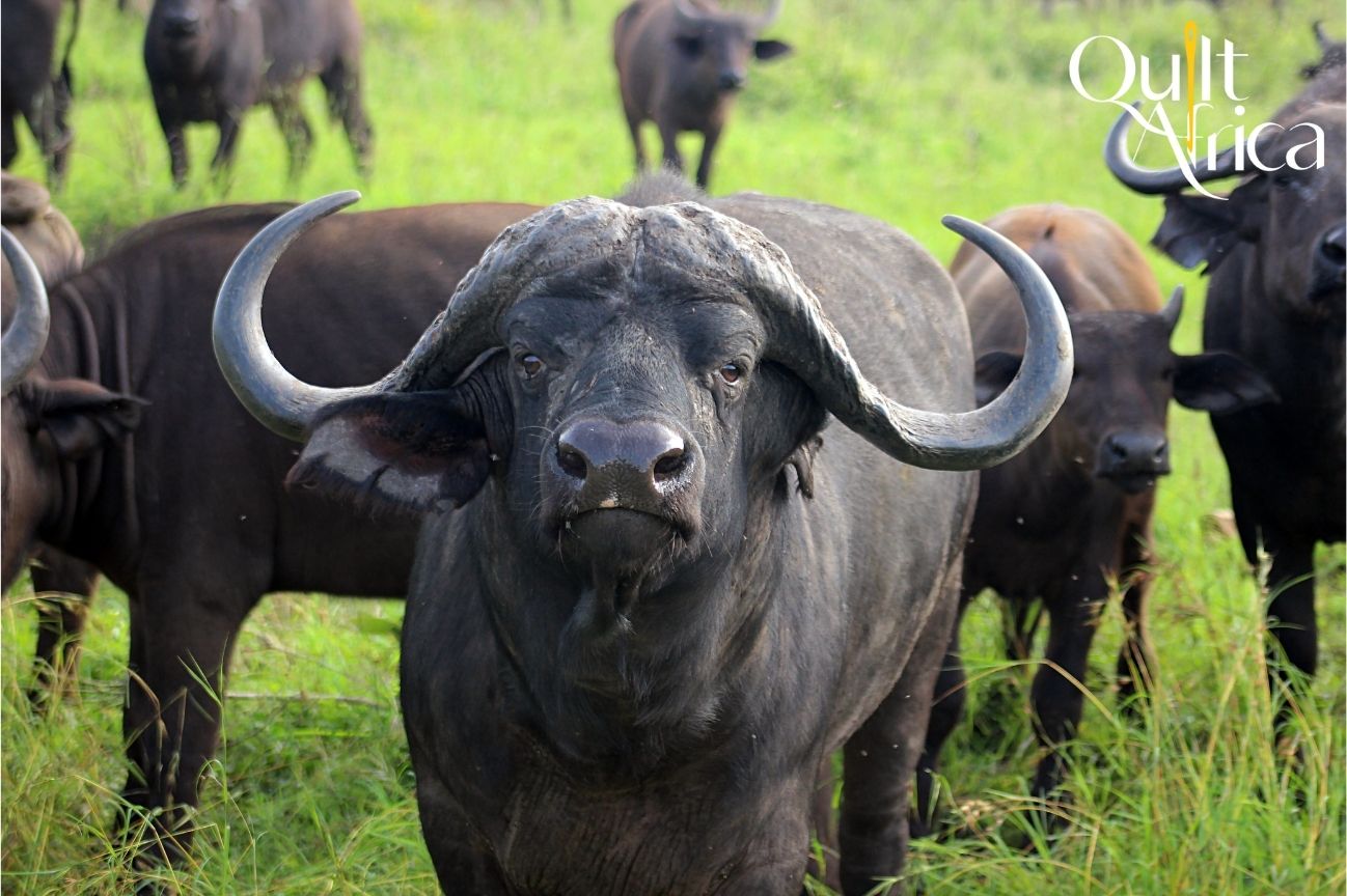 cape buffalo