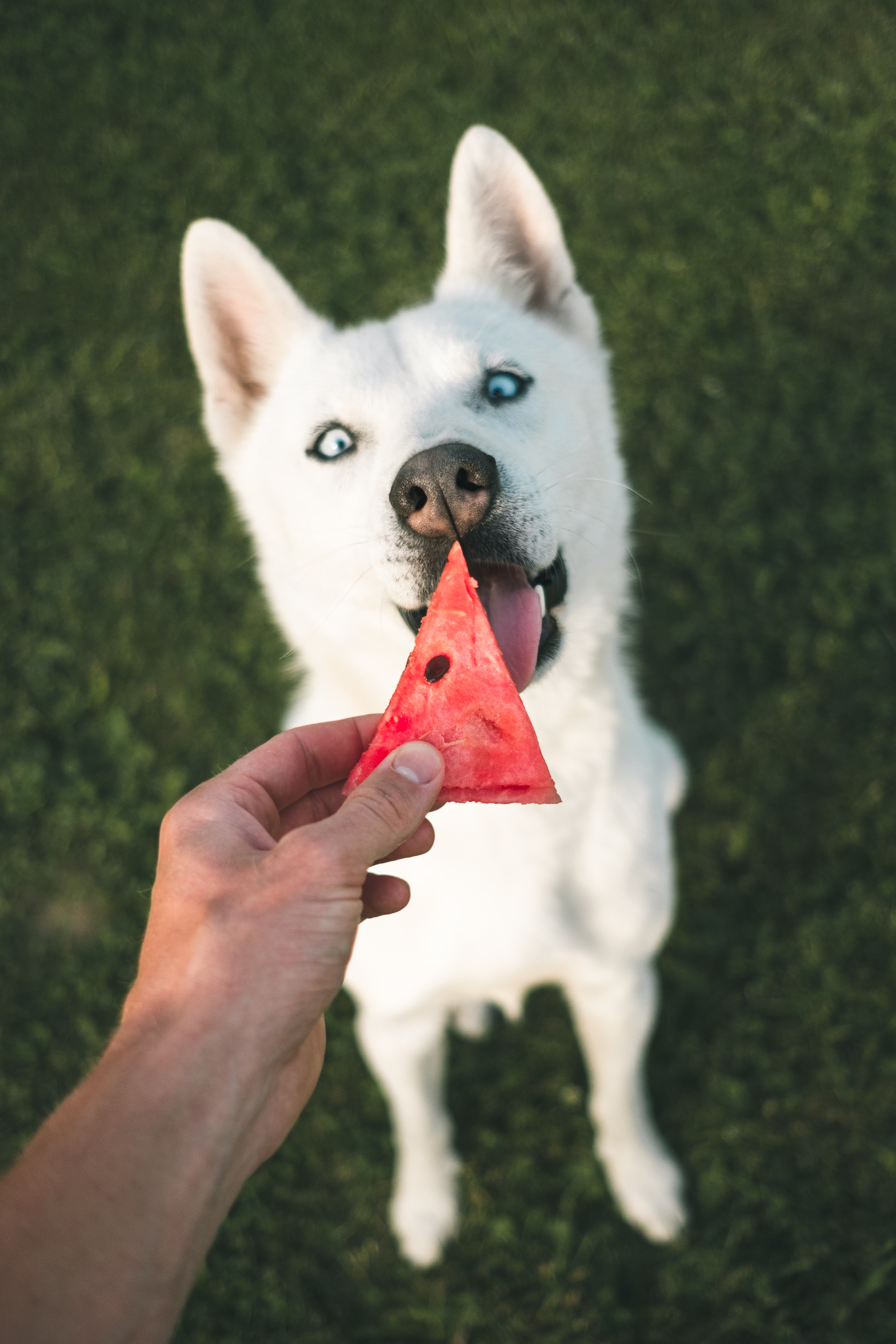 White husky eating watermelon