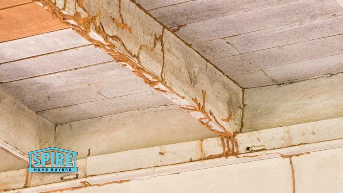 Should You Repair a Termite-Damaged Home?
