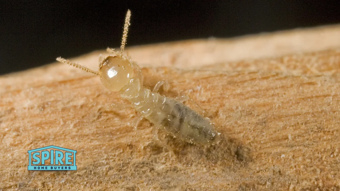 Selling a Termite-Damaged Home in Suwanee: Your Guide to a Quick Cash Sale