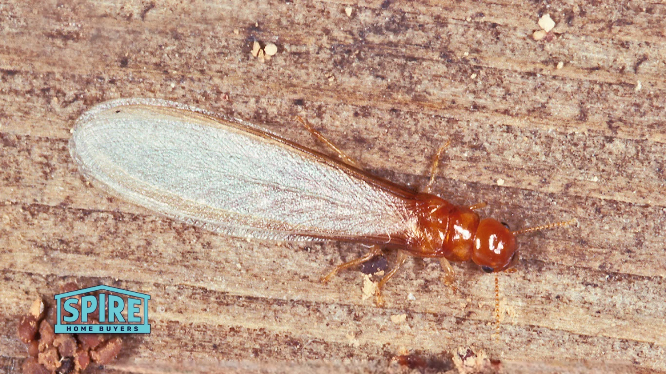 Selling a Termite-Damaged Home in Suwanee: Your Guide to a Quick Cash Sale