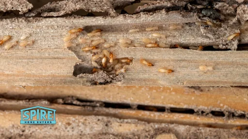 Understanding the Impact of Termites on Your Home