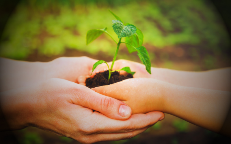 image of a child's hand holding a seedling being held by an adult's hand to visualize nurturing