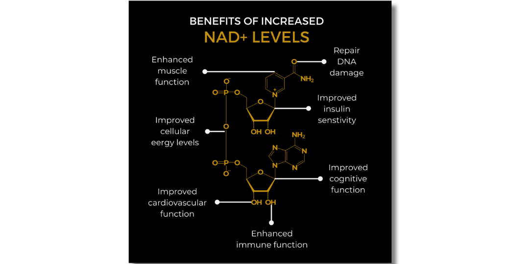NAD+ Scientific Studies NAD+ Scientific Studies