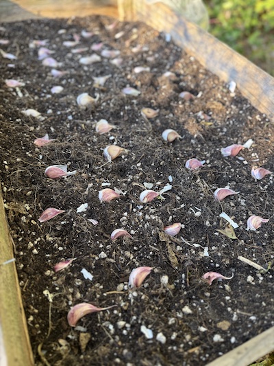 planted garlic planted garlic