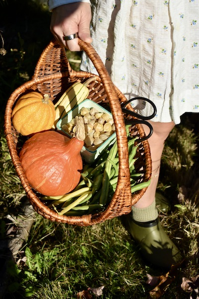 Jordan Simplifies harvest basket Jordan Simplifies harvest basket