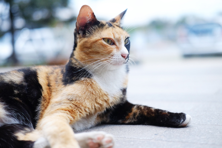 Patches the Cat