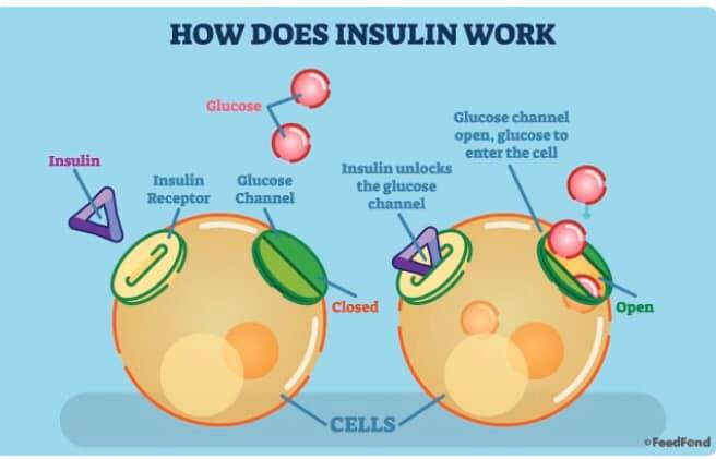 Understanding insulin: Managing blood sugar levels with diet and exercise after 40