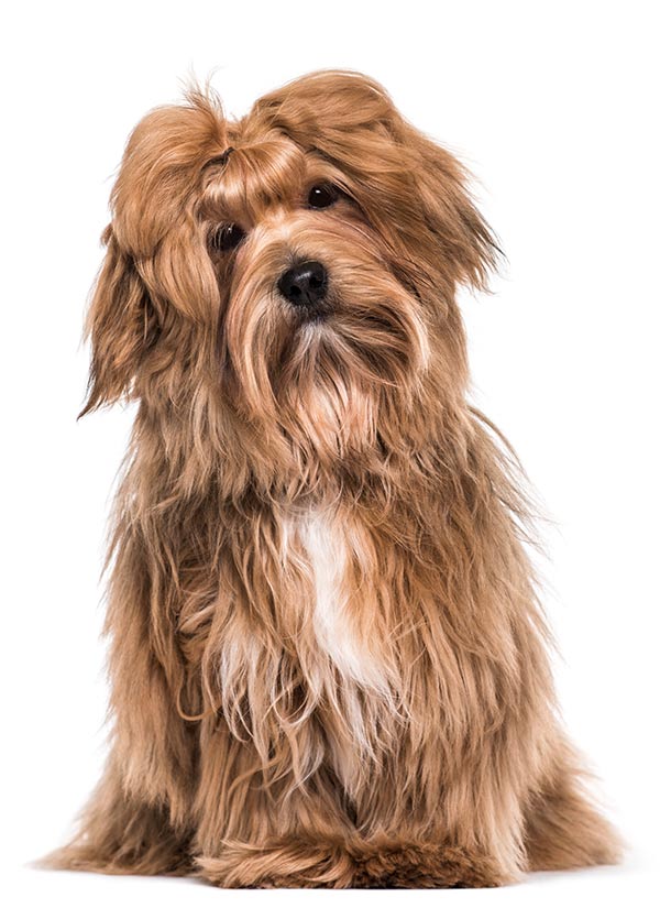 Havanese Havanese