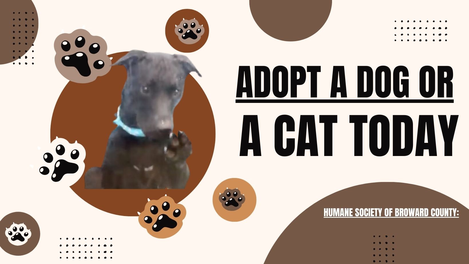Adoptar una Mascota  Carlitos's pet of the week #34