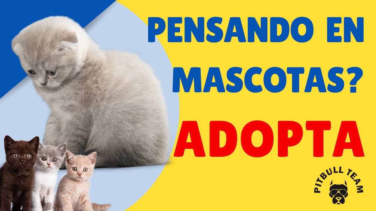 🐶 ¿Piensas Adoptar? Descubre Por Qué Será la Mejor Decisión de Tu Vida 🌈